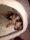 Shorkie Puppies for sale in Neenah, WI 54956, USA. price: $400