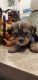 Shorkie Puppies for sale in Fort Myers, FL, USA. price: NA