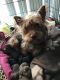 Shorkie Puppies for sale in Silver Spring, MD, USA. price: $1,000