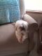 Shorkie Puppies for sale in La Crosse, WI 54601, USA. price: $300