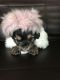Shorkie Puppies for sale in Louisville, KY, USA. price: $600