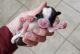 Shorkie Puppies for sale in Guntersville, AL, USA. price: NA