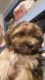 Shorkie Puppies for sale in Calmar, IA 52132, USA. price: NA