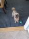 Shorkie Puppies for sale in Laurel, MD, USA. price: $500