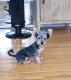 Shorkie Puppies for sale in Redford Charter Twp, MI, USA. price: $500