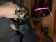Shorkie Puppies for sale in Pardeeville, WI 53954, USA. price: $500