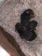 Shorkie Puppies for sale in York, PA, USA. price: $500