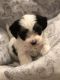 Shorkie Puppies for sale in City of Orange, NJ 07050, USA. price: NA
