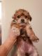 Shorkie Puppies for sale in Marion, OH 43302, USA. price: $500