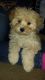 Shorkie Puppies for sale in Lawrenceville, GA, USA. price: NA