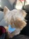 Shorkie Puppies for sale in Hazlet, NJ, USA. price: $1,000