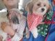 Shorkie Puppies for sale in Germantown, TN, USA. price: NA
