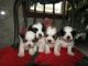 Shorkie Puppies for sale in Kalamazoo, MI, USA. price: NA