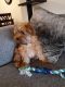 Shorkie Puppies for sale in Alexandria, VA, USA. price: NA