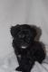 Shorkie Puppies for sale in Jacksonville, FL, USA. price: $700