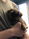 Shorkie Puppies for sale in Sylvania, OH, USA. price: NA