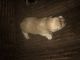 Shorkie Puppies for sale in West Monroe, LA, USA. price: $600