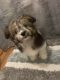 Shorkie Puppies for sale in Carterville, IL 62918, USA. price: NA