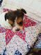 Shorkie Puppies for sale in Cape Coral, FL, USA. price: NA