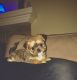 Shorkie Puppies for sale in Snellville, GA, USA. price: $500