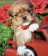 Shorkie Puppies for sale in Belle Chasse, LA 70037, USA. price: NA
