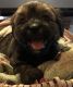 Shorkie Puppies for sale in Van Zandt County, TX, USA. price: NA