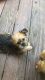 Shorkie Puppies for sale in Snellville, GA, USA. price: $300