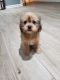 Shorkie Puppies for sale in Valley Stream, NY, USA. price: NA
