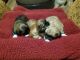 Shorkie Puppies for sale in Nashville, TN, USA. price: $600