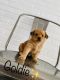 Shorkie Puppies for sale in Springfield, TN 37172, USA. price: $800