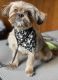 Shorkie Puppies for sale in Youngstown, OH, USA. price: $900