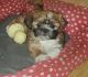 Shorkie Puppies for sale in Nashville, TN, USA. price: $1,200