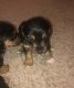 Shorkie Puppies for sale in Hiram, GA, USA. price: $900