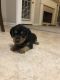 Shorkie Puppies for sale in Hiram, GA, USA. price: $800