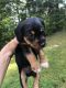 Shorkie Puppies for sale in Hiram, GA, USA. price: $750