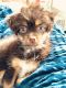Shorkie Puppies for sale in Knoxville, TN, USA. price: $500
