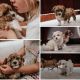 Shorkie Puppies for sale in Newcastle, OK, USA. price: NA