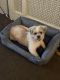 Shorkie Puppies for sale in Philadelphia, PA, USA. price: $500
