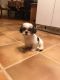 Shorkie Puppies for sale in Ashland, KY, USA. price: $950