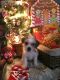 Shorkie Puppies for sale in Ashland, KY, USA. price: NA