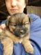 Shorkie Puppies for sale in Lewis County, KY, USA. price: NA