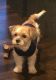 Shorkie Puppies for sale in Thiensville, WI 53092, USA. price: NA