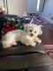 Shorkie Puppies for sale in Louisville, KY, USA. price: $2,000
