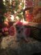 Shorkie Puppies for sale in Ashland, KY, USA. price: $850