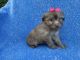 Shorkie Puppies for sale in La Habra Heights, CA, USA. price: $1,899