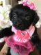 Shorkie Puppies for sale in Dallas, TX, USA. price: NA
