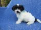 Shorkie Puppies for sale in La Habra Heights, CA, USA. price: NA