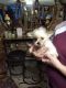 Shorkie Puppies for sale in Ashland, KY, USA. price: NA