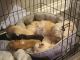 Shorkie Puppies for sale in Bardstown, KY 40004, USA. price: NA