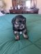 Shorkie Puppies for sale in Sacramento, CA, USA. price: $650